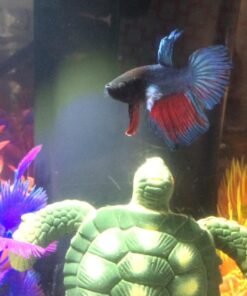 Ocean Nutrition Betta Pellets 2.65-Ounces (75 Grams) Jar 2.64 Ounce (Pack of 1) 36 71YXSWg2XAL