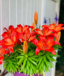 Miracle-Gro Garden Feeder 1 Pack 44 71YYy2ZJ28L