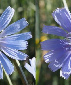 OM SYSTEM OLYMPUS M.Zuiko Digital 14-42mm F3.5-5.6 EZ Black For Micro Four Thirds System Camera, Compact 3x zoom Lens 37 71YZeDNI5GL