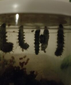 Insect Lore 5 Live Caterpillars Cup of Caterpillars Butterfly Kit Refill - Plus Butterfly Life Cycle Stages Toy Figurines - Shipped Now 57 71YaVdmQIQL