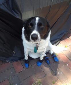 HiPaw Summer Breathable Dog Boots Nonslip Sole Paw Protector for Hardwood Floor M: Insole Wide 2.35" Blue 15 71YbMRHMTpL