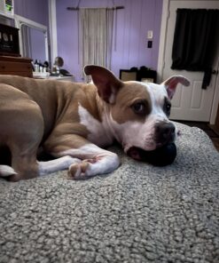 KONG - Extreme Ball - Durable Rubber Dog Toy for Power Chewers, Black - for Medium/Large Dogs 29 71Ybm3gu8ML