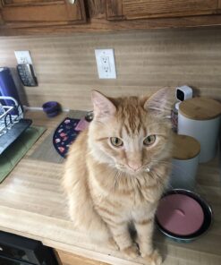 Purina Friskies Wet Cat Food, Shreds With Salmon in Sauce - (24) 5.5 oz. Cans 5.5 Ounce (Pack of 24) 32 71YcRQC5DHL