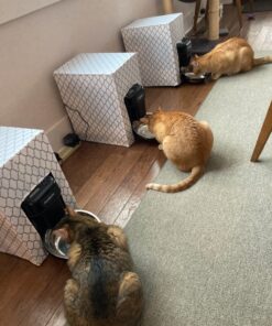 PetSafe Healthy Pet Simply Feed - Automatic - Headquartered in Knoxville, TN - Automatic Dog Feeder from the Engineers of the Smart Feed & Dancing Dot - 1-Year Comprehensive Protection Plan,Black 54 71YcpKBA1L