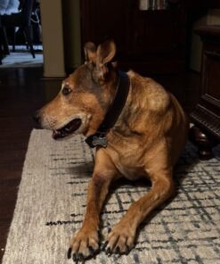 Rocco & Roxie Stain & Odor Eliminator for Strong Odor - Enzyme Pet Odor Eliminator for Home - Carpet Stain Remover for Cats and Dog Pee - Enzymatic Cat Urine Destroyer - Carpet Cleaner Spray (Gallon) Gallon 37 71Yhcaz7dYL