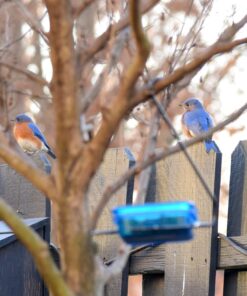 More Birds Dish SeedFeed, 1 Count (Pack of 1) 1 Count (Pack of 1) 39 71Yi bFnwLL