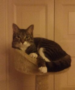 Purina ONE High Protein, Natural Dry Kitten Food, +Plus Healthy Kitten Formula - 16 lb. Bag Dry Food Chicken 16.00 Pound (Pack of 1) 37 71YjEie7NgL