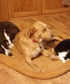 MidWest Homes for Pets Bolster Cinnamon Pet Bed for Dogs & Cats w/ Comfortable Bolster | Ideal for Extra Large Dog Breeds & Fits a 48-Inch Crate | Easy Maintenance Machine Wash & Dry | 48L-Inch 32 71YnXzZm9OL