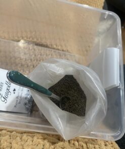 Orange California Poppy Seeds, Bulk Pack of 8 Oz, 150,000+ Seeds by Seeds2Go 21 71YuzIoaOTL