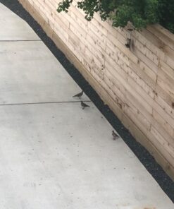 12 Inches Tube Bird Feeders for Outdoors Hanging, 4 Feeding Ports, Hard Plastic Bird Feeder Outdoor Weatherproof and 4 Inch Steel Hanger, Wild Bird Feeders, Finch Feeder, Bird Feeders Outside Hanging 1 4 Ports 43 71YxaOwh08L