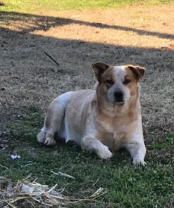 Milk-Bone Trail Mix with Real Beef & Sweet Potato Dog Treats, 20 Ounces 20 Ounce (Pack of 1) 49 71Z boNBUCL 3