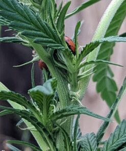 1500 Live Ladybugs - Good Bugs - Ladybugs - Guaranteed Live Delivery! 25 71Z2BVkQqL