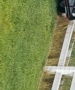 Fiskars Long-Handled Grass Shears - 36" Handle with 360-Degree Swivel Blade - Garden Shears and Grass Cutter - Black 36" Long-Handled Grass Shears 19 71Z2Zj0I63L