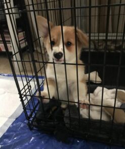 MidWest Homes for Pets Newly Enhanced Double Door iCrate Dog Crate, Includes Leak-Proof Pan, Floor Protecting Feet, Divider Panel & New Patented Features 36 inch (Pack of 1) 45 71Z2ir5tEtL