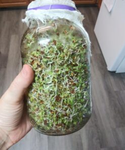 Todd's Seeds® Broccoli and Friends Sprouting Seed Mix, One Pound 38 71Z3kEm mRL