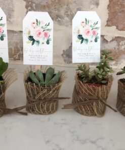 Shop Succulents Unique Succulent Plant Pack Collection - Live Mini Succulent Plants, Low Maintenance, Exceptional Colors & Textures - Wedding and Party Favors, Gift & Garden, Pack of 4 4-Pack Succulent Packs 36 71Z6SUKkJL