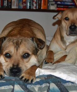 Pet MD - Dog Ear Cleaner Wipes - Otic Cleanser for Dogs to Stop Ear Itching, and Infections with Aloe and Eucalyptus - 100 Count 35 71Z6zuU07L