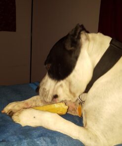 Himalayan Pet Supply Cheese Chews|Long Lasting, Stain Free, Protein Rich, Low Odor|100% Natural, Healthy & Safe|No Lactose, Gluten Or Grains|for Dogs 55 Lbs&Brown,X-Large(521015),5.3 Ounce (Pack of 1) 5.3 Ounce (Pack of 1) 50 71ZAElfby5L 1