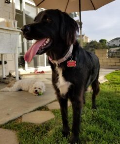 Blueberry Pet Soft & Safe 3M Reflective Neoprene Padded Adjustable Dog Collar - Baby Blue Pastel Color, Medium, Neck 14.5"-20" 63 71ZBAcRxJL 2