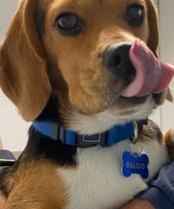 DentaLife Made in USA Facilities Small/Medium Dog Dental Chews, Daily - 40 ct. Pouch 40 Count (Pack of 1) 41 71ZDlaRGJEL