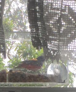 Wild Birds of Joy Window Bird Feeder with 4 Super Strong Suction Cups & Sliding Seed Tray, Large, Clear Acrylic, Easy Clean, Outdoor Bird Feeders, Outside View Up Close of Finch, Cardinal and Blue Jay 46 71ZH0M9NgML