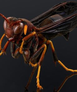 Oshiro 60mm f/2.8 2:1 LD UNC Manual Ultra-Macro Lens Compatible with Sony E-Mount a9, a7r, a7s, a7, a6600, a6500, a6400, a6300, a6000, a5100, a5000, a3500, a3000 Mirrorless Cameras (EOS-E) 61 71ZHuS wS6L