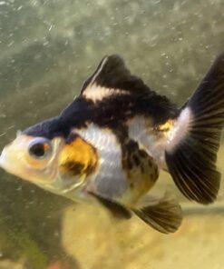 Himalayan Chef Himalayan Pink Salt Fine Grain, Plastic Jar-5 lbs Himalayan Salt fine Plastic Jar 5 Pound (Pack of 1) 41 71ZJR2LXawL