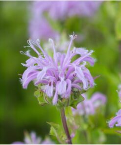 Seed Needs, Edible Wildflower Seed Packet Collection (7 Varieties of Flower Seed for Planting) Non-GMO & Untreated - Includes Viola, Pansies, Chives, Borage, Calendula, Nasturtium and Bee Balm 23 71ZJX1WBhiL