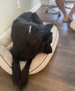 EBPP Stop the Chew 3X Strength Anti Chew Spray for Dogs - No Chew Spray for Puppies - Alcohol Free Dog Deterrent Spray - Bitter Spray for Dogs to Stop Chewing - Powerful No Chew Spray for Dogs - 8oz 41 71ZJvwCNa5L