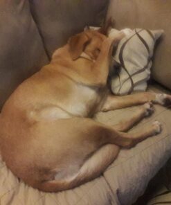 NUTRO NATURAL CHOICE Healthy Weight Adult Dry Dog Food, Lamb & Brown Rice Recipe Dog Kibble, 30 lb. Bag 64 71ZKcA68vXL