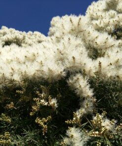 US Organic 100% Pure Tea Tree Essential Oil - USDA Certified Organic, Steam Distilled, Sourced from South Africa, Undiluted, Non-GMO (10 ml (Pack of 1)) 0.33 Fl Oz (Pack of 1) 15 71ZM5TKP0L