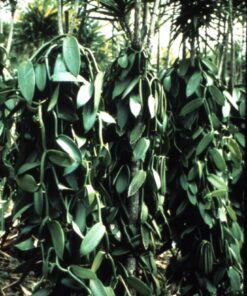 Bakto Flavors Pure Madagascar Vanilla Extract, 8 Ounces 8 Fl Oz (Pack of 1) 13 71ZMKGT9S5L