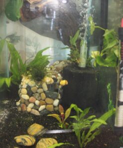 uxcell XINYOU XY-380 Aquarium Fish Tank Biochemical Sponge Filter, 4-1/2-Inch (1-Pack) 1-pack 29 71ZMNYiDt3L