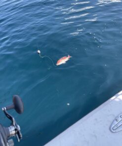 Seaguar Blue Label 100% Flourocarbon Fishing Line Leader, Freshwater, Multiple Sizes 60-Pounds/25-Yards 60lbs/25yds 25 71ZPj8tHbpL