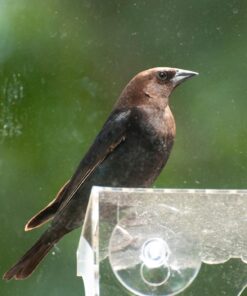 Large Clear Window Bird Feeder - Extended House with Strong Suction Cups - Steel Perch Sliding Feed Seed Tray - See Through Transparent Big Birdhouse - Wild Finch, Cardinal, Blue Jay - Cool Cat Gift 73 71ZUG1 auL
