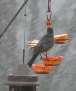 Songbird Essentials Bird Berry Jelly 20 Oz Purple 25 71ZUNm5rx6L