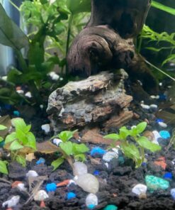 Staurogyne Repens Tissue Cultured - Foreground Aquarium Plant 54 71ZUj5s7ncL