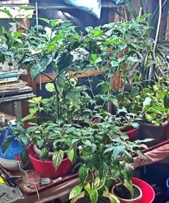 Humboldts Secret Flower Stacker – Best Flowering Formula for Bigger Harvests - Flowering Plant Food - Nutrient System for Potting Soil for Indoor Plants & Outdoor Plants - 1 Quart 32 Ounce 44 71ZV38lZw9L 1