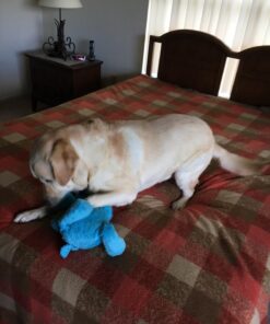 2 Pack Magic Lint Brush,Reusable Double Sided Lint Removal Brush for Clothes Pet Hair Couch Carpet Furniture 2 25 71ZVamhAhmL