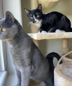 Go Pet Club Classic Cat Tree, Faux Fur Finish, Sisal Rope Scratcher, 62"H, Beige 51 71ZXyV45LbL