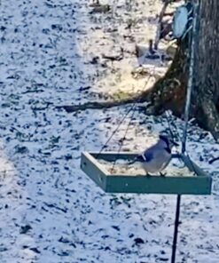 Woodlink Going Green Platform Bird Feeder Model GGPLAT 54 71ZZypEOkKL