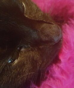 Alternative view of Rhode Island Novelty 44 Inch Mini Marabou BOA Assortment, One Dozen per Order