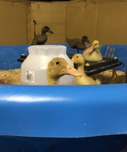 Premier Chick Brooder Heating Plate - 16" x 24" 25 71ZcEo2ecqL