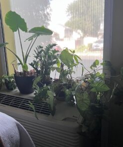 Miracle-Gro Moisture Control Potting Mix - Soil for Indoor & Outdoor Containers, Added Fertilizer Feeds Up to 6 Months, 8 qt. 8 qt. 35 71ZcKFOxqwL