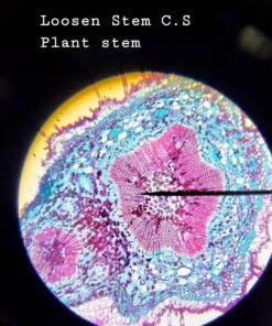 AmScope M162C-2L-PB10-WM-SP14-50P100S 40X-1000X Beginners Microscope Kit for Kids & Students w/Complete Science Accessory Kit + World of The Microscope Book 77 71ZdZVBDyzL