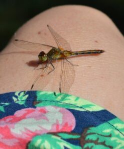 Nikon D3200 24.2 MP CMOS Digital SLR with 18-55mm f/3.5-5.6 Auto Focus-S DX VR NIKKOR Zoom Lens (Black) (OLD MODEL) Black w/ 18-55mm Base 58 71ZdwZI5znL