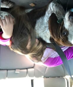 Dog Bark Collar - Stop Dogs Barking Fast! Safe Anti Barking Devices Training Control Collars, Small, Medium and Large pet deterrent. No shock, remote or citronella. Sound, vibration training device 28 71ZfPlzuDNL