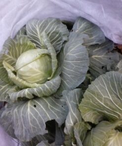 Alternative view of Harvest Guard Freeze Protection Plant Cover, Floating Frost Blanket for Outdoor Plants and Lawn Seed Germination, Reusable Garden Fabric Plant Cover Warmer for Harsh Weather (5' x 25') 5'x25'