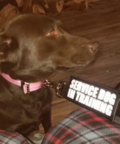 Leashboss Short Dog Leash for Dog Training | Padded Traffic Handle Short Leash for Dog Training, Total Comfort when Dog Walking | Traffic Leash for Dogs Large, Medium, Small | Short Nylon Dog Lead 12 Inch Black 55 71ZiBDDVWQL