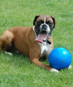 Alternative view of BOOMER BALL 10 inch, Virtually Indestructible Best Dog Toy, Boredom Busting Football, Tough&Durable Large Dog Ball, Floats on Water, Great for Mental Stimulation&High Energy Dogs, Assorted Colours 10 in